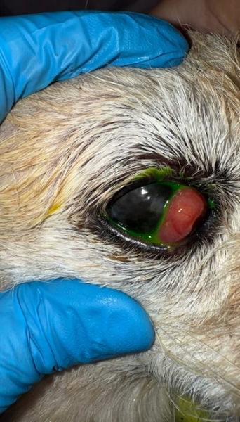ftalmologie veterinara Bucuresti - EYEVET